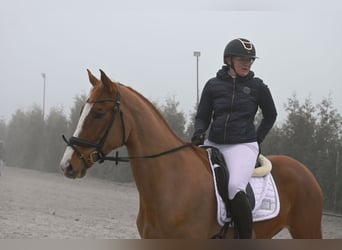 Sang-chaud polonais, Jument, 4 Ans, 168 cm, Alezan