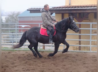 Sang-chaud polonais Croisé, Jument, 6 Ans, 153 cm, Noir