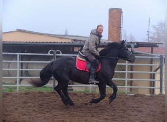 Sang-chaud polonais Croisé, Jument, 6 Ans, 153 cm, Noir