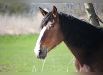 Sang-chaud polonais Croisé, Jument, 6 Ans, 160 cm, Bai