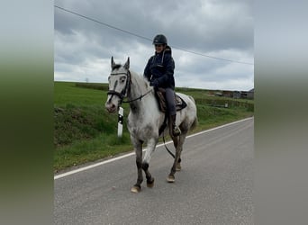 Sang-chaud polonais, Jument, 8 Ans, 163 cm, Blanc