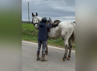 Sang-chaud polonais, Jument, 8 Ans, 163 cm, Blanc