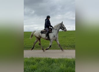 Sang-chaud polonais, Jument, 8 Ans, 163 cm, Blanc