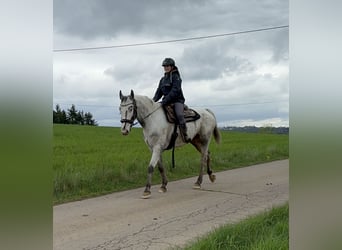 Sang-chaud polonais, Jument, 8 Ans, 163 cm, Blanc