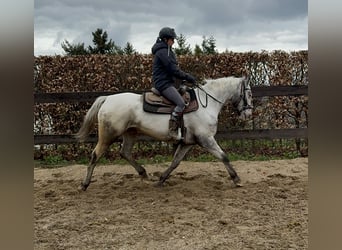 Sang-chaud polonais, Jument, 8 Ans, 163 cm, Blanc