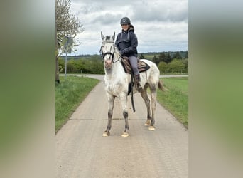 Sang-chaud polonais, Jument, 8 Ans, 163 cm, Blanc