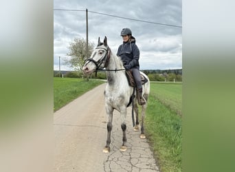 Sang-chaud polonais, Jument, 8 Ans, 163 cm, Blanc