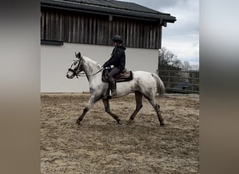 Sang-chaud polonais, Jument, 8 Ans, 163 cm, Blanc
