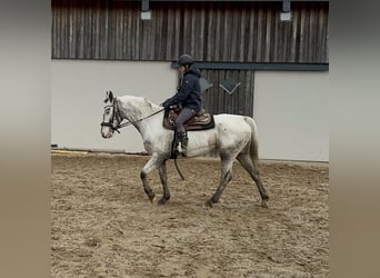 Sang-chaud polonais, Jument, 8 Ans, 163 cm, Blanc