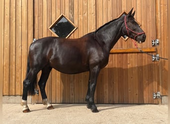 Sang-chaud polonais, Jument, 8 Ans, 164 cm, Noir