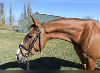 Sang-chaud polonais, Jument, 8 Ans, 170 cm, Alezan
