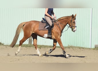 Sang-chaud polonais, Jument, 8 Ans, 170 cm, Alezan