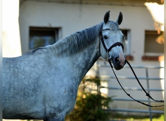 Sang-chaud polonais, Jument, 8 Ans, 170 cm, Gris