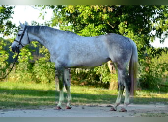 Sang-chaud polonais, Jument, 8 Ans, 170 cm, Gris