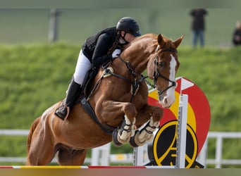 Sang-chaud slovaque, Hongre, 14 Ans, 173 cm, Alezan brûlé