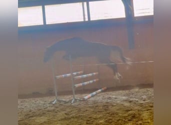 Sang-chaud slovaque, Hongre, 4 Ans, 165 cm, Alezan