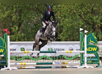 Sang-chaud slovaque, Hongre, 4 Ans, 170 cm, Gris