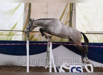 Sang-chaud slovaque, Hongre, 4 Ans, 170 cm, Gris