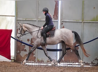 Sang-chaud slovaque, Hongre, 4 Ans, 170 cm, Gris