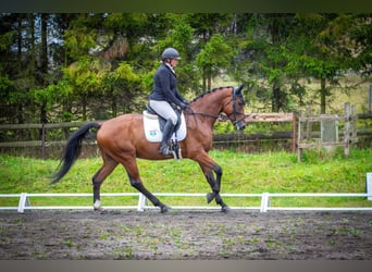 Sang-chaud slovaque, Hongre, 5 Ans, 174 cm, Bai