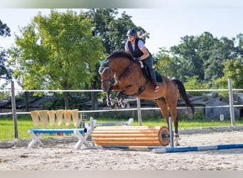 Sang-chaud slovaque, Hongre, 5 Ans, 174 cm, Bai