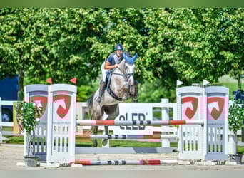 Sang-chaud slovaque, Hongre, 6 Ans, 169 cm, Gris
