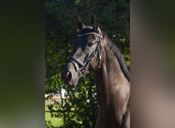 Sang-chaud slovaque, Hongre, 7 Ans, 168 cm, Bai brun