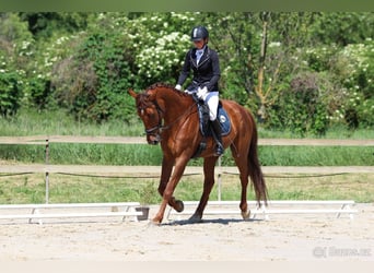 Sang-chaud slovaque, Hongre, 7 Ans, 170 cm, Alezan brûlé