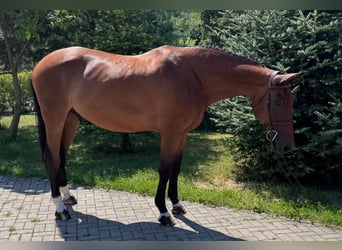 Sang-chaud slovaque, Hongre, 8 Ans, 172 cm, Bai