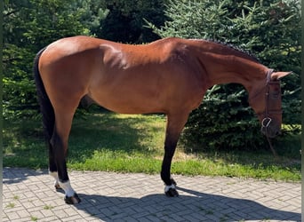 Sang-chaud slovaque, Hongre, 8 Ans, 172 cm, Bai