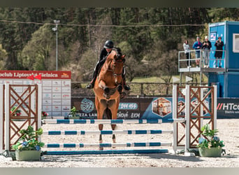 Sang-chaud slovaque, Hongre, 8 Ans, 172 cm, Bai