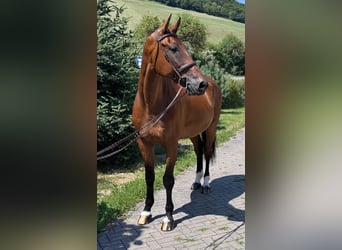 Sang-chaud slovaque, Hongre, 8 Ans, 172 cm, Bai