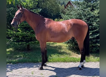 Sang-chaud slovaque, Hongre, 8 Ans, 172 cm, Bai