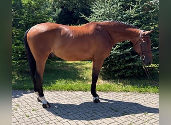 Sang-chaud slovaque, Hongre, 8 Ans, 172 cm, Bai