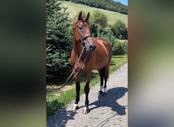 Sang-chaud slovaque, Hongre, 8 Ans, 172 cm, Bai
