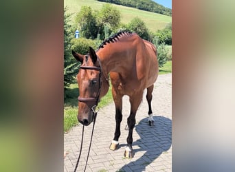 Sang-chaud slovaque, Hongre, 8 Ans, 172 cm, Bai