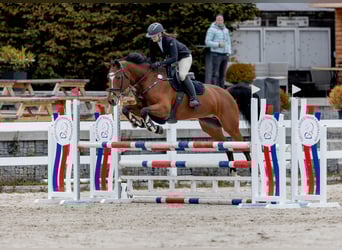 Sang-chaud slovaque, Jument, 11 Ans, 165 cm, Bai