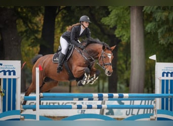 Sang-chaud slovaque, Jument, 11 Ans, 165 cm, Bai