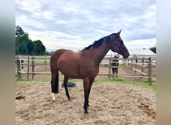 Sang-chaud slovaque, Jument, 11 Ans