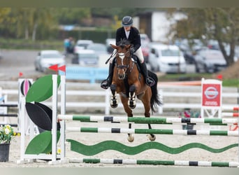 Sang-chaud slovaque, Jument, 12 Ans, 165 cm, Bai