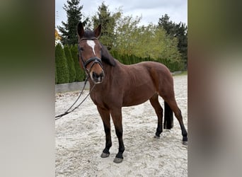 Sang-chaud slovaque, Jument, 12 Ans, 168 cm, Bai