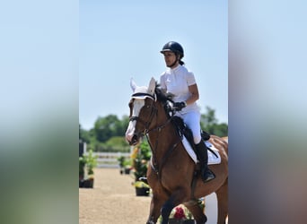 Sang-chaud slovaque, Jument, 14 Ans, 175 cm, Alezan