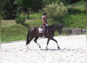 Sang-chaud slovaque, Jument, 15 Ans, 170 cm, Noir