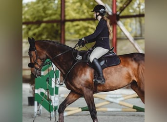 Sang-chaud slovaque, Jument, 15 Ans, 175 cm, Bai brun