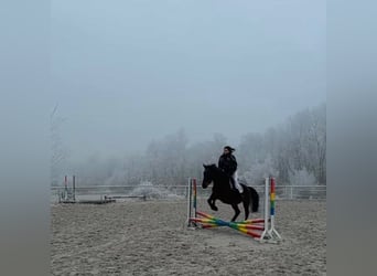 Sang-chaud slovaque, Jument, 18 Ans, 167 cm, Bai brun