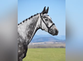 Sang-chaud slovaque, Jument, 4 Ans, 168 cm, Isabelle