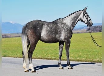 Sang-chaud slovaque, Jument, 4 Ans, 168 cm, Isabelle
