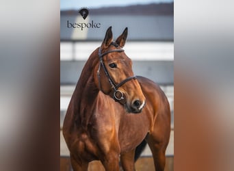 Sang-chaud slovaque, Jument, 5 Ans, 168 cm, Bai cerise
