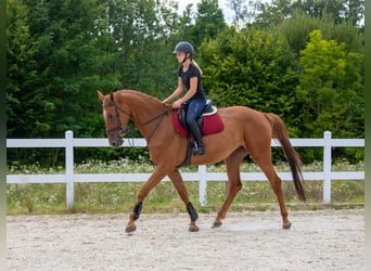 Sang-chaud slovaque, Jument, 5 Ans, 169 cm, Alezan brûlé