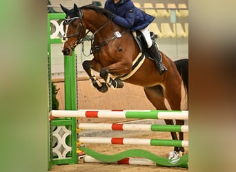 Sang-chaud slovaque, Jument, 5 Ans, 170 cm, Bai